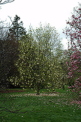 Yellow Lantern Magnolia (Magnolia 'Yellow Lantern') at Ward's Nursery & Garden Center