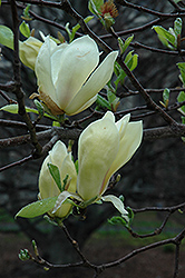 Yellow Lantern Magnolia (Magnolia 'Yellow Lantern') at Ward's Nursery & Garden Center