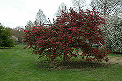 Indian Magic Flowering Crab (Malus 'Indian Magic') at Ward's Nursery & Garden Center