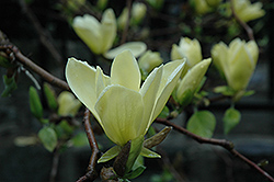 Golden Gift Magnolia (Magnolia 'Golden Gift') at Ward's Nursery & Garden Center