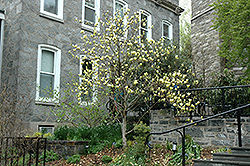 Golden Gift Magnolia (Magnolia 'Golden Gift') at Ward's Nursery & Garden Center