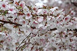 Hally Jolivette Flowering Cherry (Prunus 'Hally Jolivette') at Ward's Nursery & Garden Center