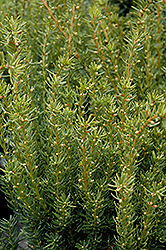 Fairview Yew (Taxus x media 'Fairview') at Ward's Nursery & Garden Center