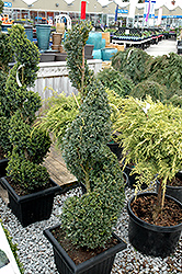 Green Mountain Boxwood (spiral form) (Buxus 'Green Mountain (spiral)') at Ward's Nursery & Garden Center