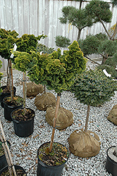 Slender Hinoki Falsecypress (tree form) (Chamaecyparis obtusa 'Gracilis (tree form)') at Ward's Nursery & Garden Center