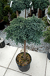 Blue Star Juniper (Juniperus squamata 'Blue Star (tree form)') at Ward's Nursery & Garden Center