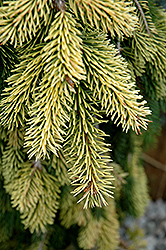 Gold Drift Norway Spruce (Picea abies 'Gold Drift') at Ward's Nursery & Garden Center