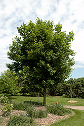 Sugar Maple (Acer saccharum) at Ward's Nursery & Garden Center