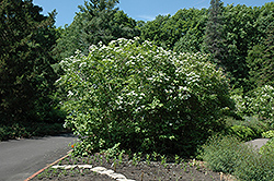 Wentworth Highbush Cranberry (Viburnum trilobum 'Wentworth') at Ward's Nursery & Garden Center
