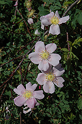 Carolina Rose (Rosa carolina) at Ward's Nursery & Garden Center