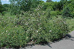 Carolina Rose (Rosa carolina) at Ward's Nursery & Garden Center