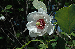 Oyama Magnolia (Magnolia sieboldii) at Ward's Nursery & Garden Center