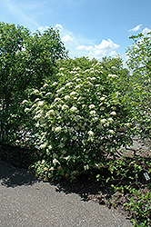 Witherod Viburnum (Viburnum cassinoides) at Ward's Nursery & Garden Center