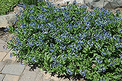 Blue Ice Star Flower (Amsonia tabernaemontana 'Blue Ice') at Ward's Nursery & Garden Center