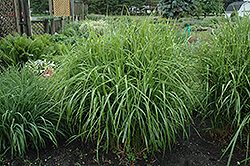 Porcupine Grass (Miscanthus sinensis 'Strictus') at Ward's Nursery & Garden Center