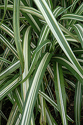 Cabaret Maiden Grass (Miscanthus sinensis 'Cabaret') at Ward's Nursery & Garden Center