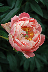 Coral Charm Peony (Paeonia 'Coral Charm') at Ward's Nursery & Garden Center