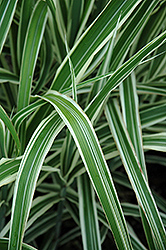 Cosmopolitan Maiden Grass (Miscanthus sinensis 'Cosmopolitan') at Ward's Nursery & Garden Center