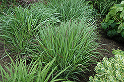 Cheyenne Sky Switch Grass (Panicum virgatum 'Cheyenne Sky') at Ward's Nursery & Garden Center