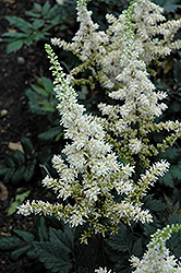 Visions in White Chinese Astilbe (Astilbe chinensis 'Visions in White') at Ward's Nursery & Garden Center