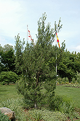Twisted White Pine (Pinus strobus 'Contorta') at Ward's Nursery & Garden Center