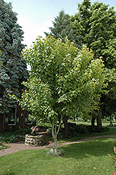 Moosewood (Acer pensylvanicum) at Ward's Nursery & Garden Center