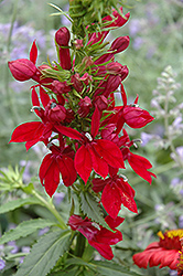 Fan Burgundy Cardinal Flower (Lobelia x speciosa 'Fan Burgundy') at Ward's Nursery & Garden Center