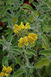 Jerusalem Sage (Phlomis fruticosa) at Ward's Nursery & Garden Center