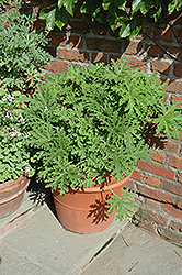 Citrosa Geranium (Pelargonium citrosum) at Ward's Nursery & Garden Center