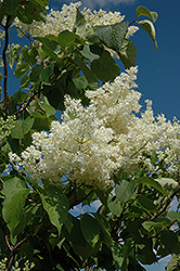 Ivory Silk Tree Lilac (tree form) (Syringa reticulata 'Ivory Silk (tree form)') at Ward's Nursery & Garden Center