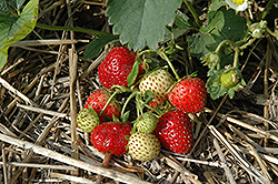 Everbearing Strawberry (Fragaria 'Everbearing') at Ward's Nursery & Garden Center