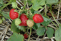 June-Bearing Strawberry (Fragaria 'June-Bearing') at Ward's Nursery & Garden Center