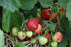 Earliglow Strawberry (Fragaria 'Earliglow') at Ward's Nursery & Garden Center