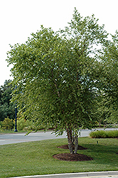 River Birch (clump) (Betula nigra '(clump)') at Ward's Nursery & Garden Center