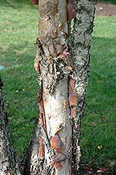 Heritage River Birch (clump) (Betula nigra 'Heritage (clump)') at Ward's Nursery & Garden Center