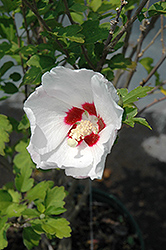 Red Heart Rose Of Sharon (Hibiscus syriacus 'Red Heart') at Ward's Nursery & Garden Center