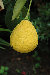 Ponderosa Lemon (Citrus 'Ponderosa') at Ward's Nursery & Garden Center