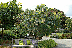 American Smoketree (Cotinus obovatus) at Ward's Nursery & Garden Center