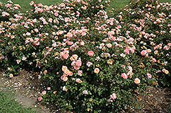 Apricot Drift Rose (Rosa 'Meimirrote') at Ward's Nursery & Garden Center