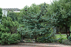 Blue Short-Needled Japanese Pine (Pinus parviflora 'Brevifolia') at Ward's Nursery & Garden Center