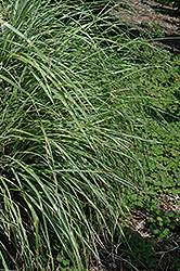 Little Zebra Dwarf Maiden Grass (Miscanthus sinensis 'Little Zebra') at Ward's Nursery & Garden Center