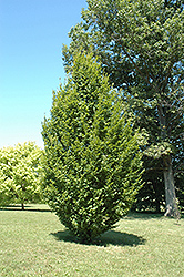 Frans Fontaine Hornbeam (Carpinus betulus 'Frans Fontaine') at Ward's Nursery & Garden Center