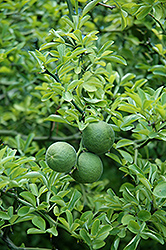 Japanese Bitter Orange (Poncirus trifoliata) at Ward's Nursery & Garden Center