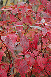 Red Osier Dogwood (Cornus sericea) at Ward's Nursery & Garden Center