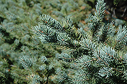 White Spruce (Picea glauca) at Ward's Nursery & Garden Center
