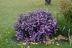 Purple Dome Aster (Symphyotrichum novae-angliae 'Purple Dome') at Ward's Nursery & Garden Center