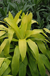 Limelight Dracaena (Dracaena warneckii 'Limelight') at Ward's Nursery & Garden Center