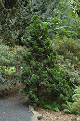 Nana Dwarf Hinoki Falsecypress (Chamaecyparis obtusa 'Nana') at Ward's Nursery & Garden Center