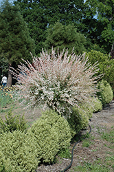 Tricolor Willow (tree form) (Salix integra 'Hakuro Nishiki (tree form)') at Ward's Nursery & Garden Center