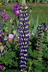 The Governor Lupine (Lupinus 'The Governor') at Ward's Nursery & Garden Center